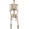 Boland Human Skeleton Decoration Accessories