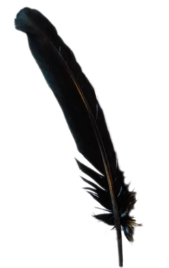 Generic Black Turkey Broad Feather All Womens Costumes